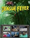 Dengue Fever
