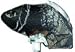 Sporting Goods : Viewloader Revolution 2000 Sound Cover By Allen Paintball