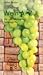 Wein A-Z: Die 400 wichtigsten Fachbegriffe