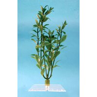 Hygrophila Aquarium Plant, 24