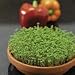 SUTTONS SEEDS: Cress Curled Speedy Seeds (10,000 seeds)