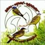 Chants De Haute-Bretagne