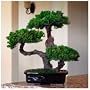 Bonsai Boy's Monterey - Triple Trunk-Preserved Bonsai Tree Preserved - Not a living tree