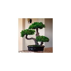 Bonsai Boy's Monterey - Triple Trunk-Preserved Bonsai Tree