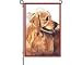 golden retriever - Golden Retriever