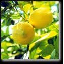 Premium Dwarf Lisbon Lemon Tree Five Gallon by Clifton's Nursery