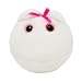 Giant Microbes - Egg Cell (Human ovum) Plush