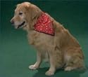 Pet Bandana for Dog and Cats by Body Cooler - Body Warmer