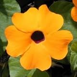 Black-Eyed Susan Vine (Thunbergia alata) - Jumbo Wildflower Seed Packet