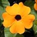 Black-Eyed Susan Vine (Thunbergia alata) - Jumbo Wildflower Seed Packet
