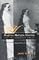 Martha Matilda Harper and the American Dream: How One Woman Changed the Face of Modern Business (Writing American Women)