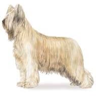 7.5cm x 5cm Acrylic Fridge Magnet-Briard