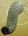 Elephant Costume Nose - Great for Costume and Political Parties