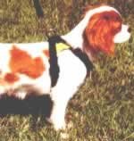 Hi-Control Safety Harness - Large