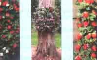 Plant Holder: Flower Garden Sock 3pk