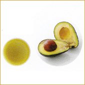 【生活の木】アボカドオイル 25ml