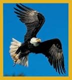 Bald Eagle Flying