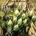 Search : Romance & Roses, Vol. 2
