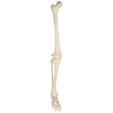 3B Scientific A35R Right Leg Skeleton