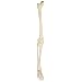 3B Scientific A35R Right Leg Skeleton