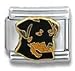 rottweiler16  - Clearly Charming Rottweiler Good Boy Dog Breed Canine