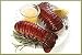 The Crab Place Lobster Tails (8-10 oz.), Each