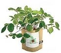 Garden in a Bag - Grow Beautiful Flowers Right On Your Windowsill!