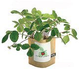Garden in A Bag
