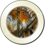 AUTUMN ROBIN Tax Disc Holder