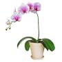 Orchid - O Solo Mio