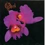Orchid