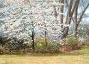 21Q%2BjjMDGcL. SL160  White Dogwood Tree