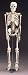PLASTIC SKELETON