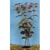 Hydro Vulgans Plant - Small - 4 in. - Buy Hydro Vulgans Plant - Small - 4 in. - Purchase Hydro Vulgans Plant - Small - 4 in. (Penn Plax, Home & Garden, Categories, Pet Supplies, Fish & Aquatic Pets, Aquarium Accessories, Decor, Plastic Plants)