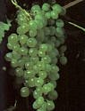 Thompson Seedless Grape Vine 2 Gallon