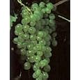 Thompson Seedless Grape Vine 2 Gallon
