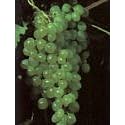 Thompson Seedless Grape Vine 2 Gallon