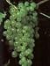 Thompson Seedless Grape Vine 1 Gallon