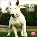 terrier11 - Bull Terriers 2010 Wall Calendar