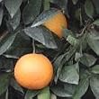 Early Ripening Dwarf Navel Orange Tree Five Gallon