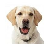 D.A.P. Medium/Large Canine Collar, 15-25
