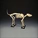 Baxter Big Dog Skeleton is more than twice the size of our popular CHD14 Canine Skeleton Model. Baxter is mounted on a stand and the head and tail are removable. Dimensions are 49"x23"