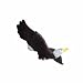 Eagle Fly-Thru 3D Magnetic Window Ornament