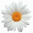 Oxeye Daisy Die-Cut Flower Photographic Magnet