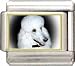poodle24 - Clearly Charming Poodle Italian Charm