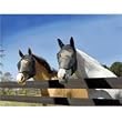Absorbine Ultrashield Fly Mask No Ears Horse