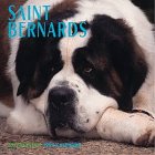 Dog Breeds Saint Bernards Calenda