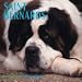 Dog Breeds Saint Bernards Calenda
