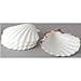 Harold Imports Natural Baking Shells Set/4