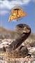 Walt Disney's True Life Adventures - The Living Desert [VHS]